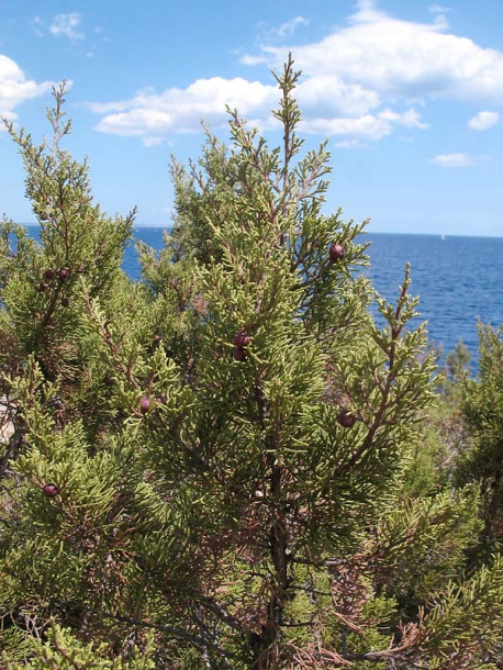 Image of Juniperus phoenicea specimen.