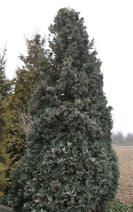 Image of Chamaecyparis lawsoniana specimen.