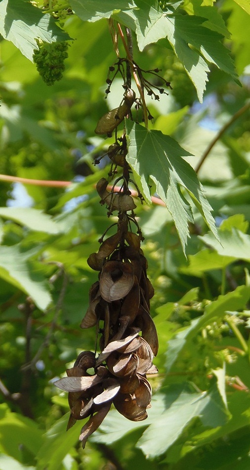 Image of Acer pseudoplatanus specimen.