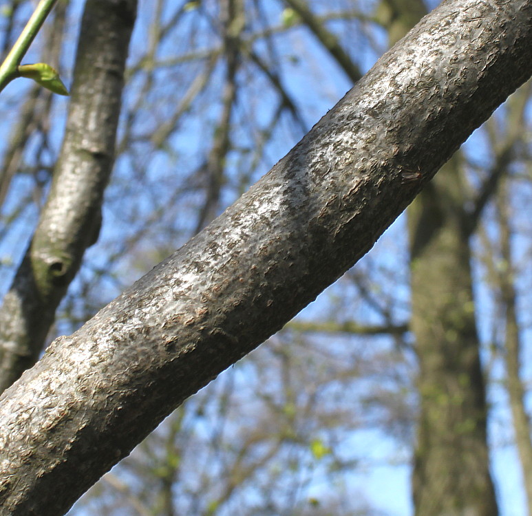 Image of Tilia euchlora specimen.