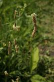 Plantago lanceolata