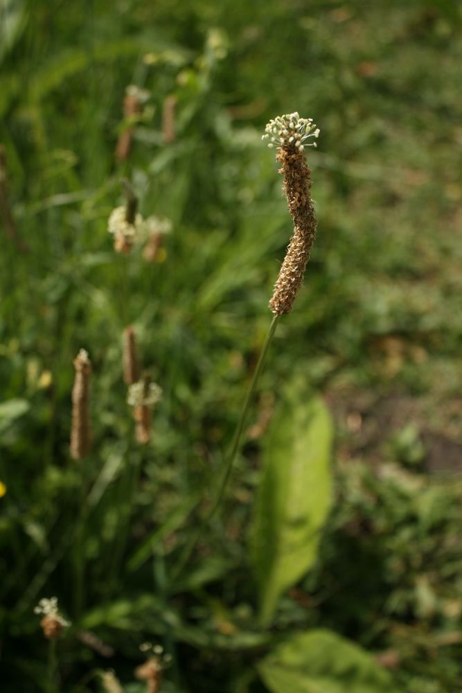 Изображение особи Plantago lanceolata.