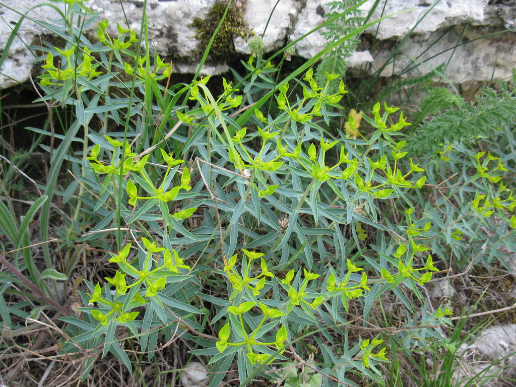 Image of genus Euphorbia specimen.