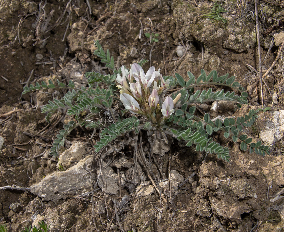 Image of Astragalus testiculatus specimen.