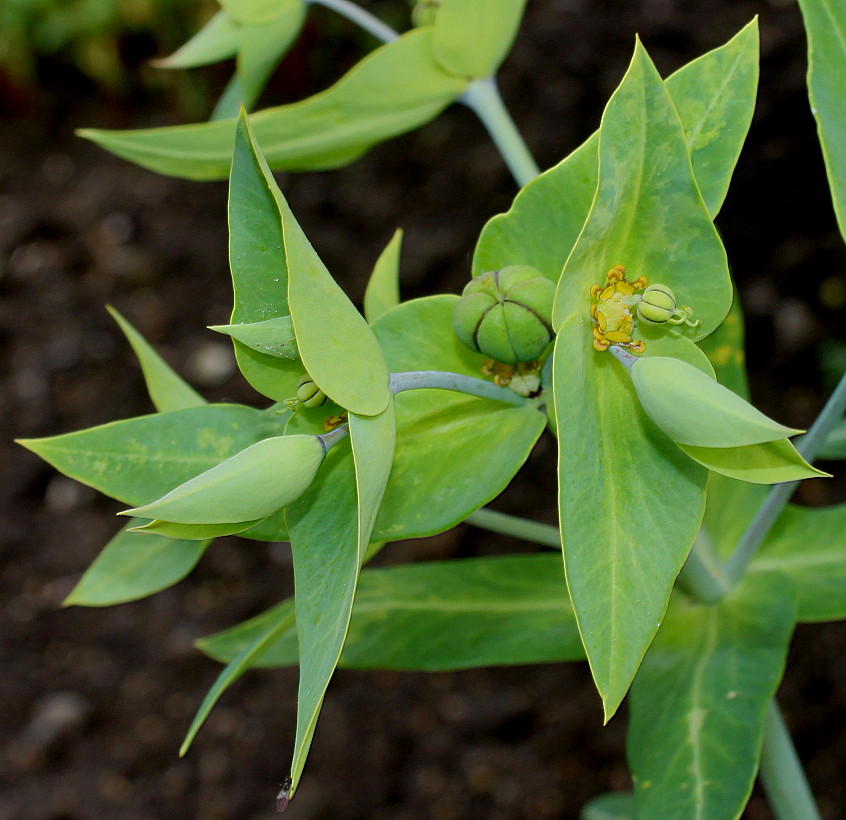 Image of Euphorbia lathyris specimen.