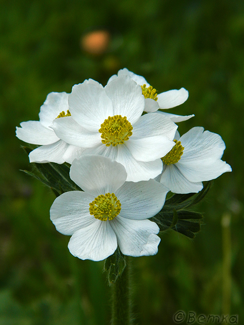 Image of Anemonastrum crinitum specimen.