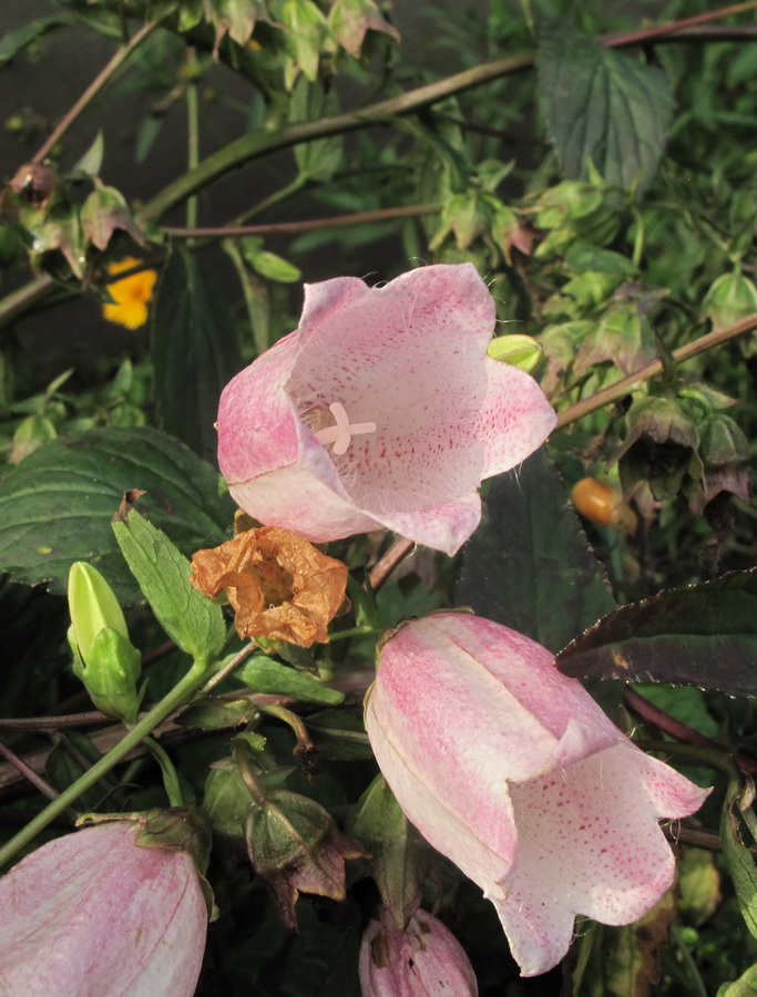 Изображение особи Campanula takesimana.