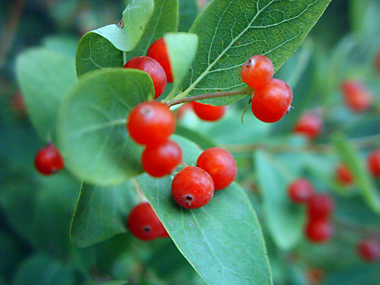 Image of Lonicera tatarica specimen.