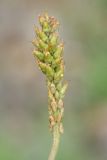 Plantago depressa