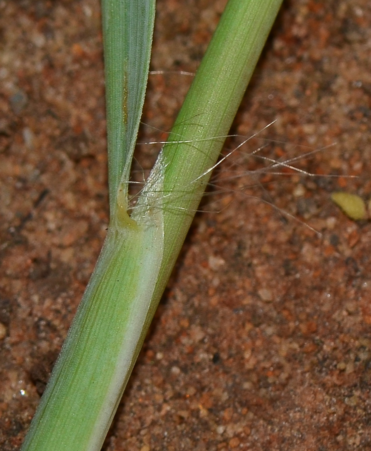 Image of Hyparrhenia hirta specimen.