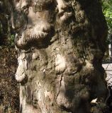 Platanus orientalis. Часть ствола взрослого дерева. Украина, г. Одесса, Аркадия, выше Тропы здоровья. 20.06.2013.