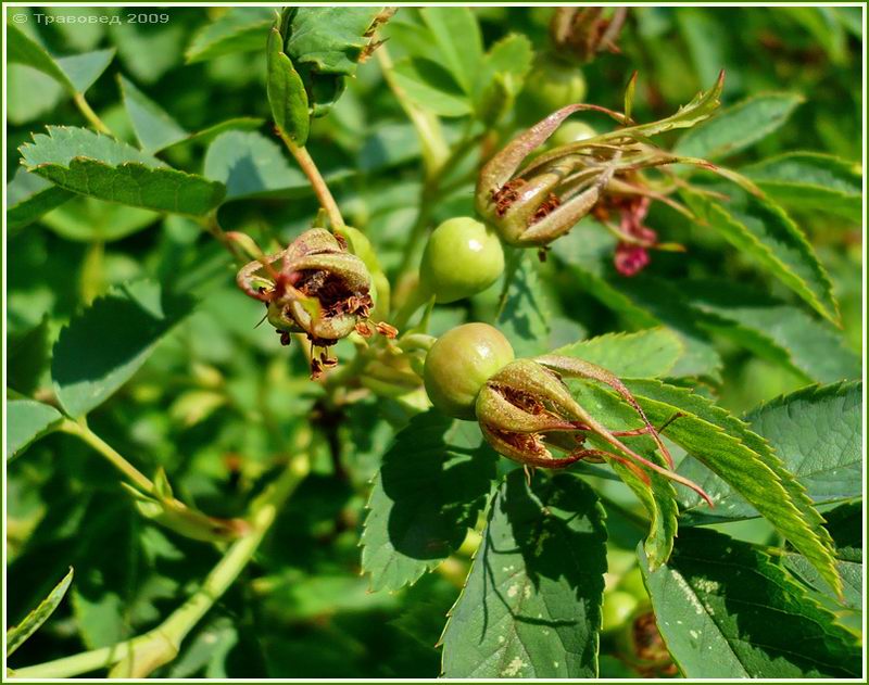 Image of Rosa glabrifolia specimen.