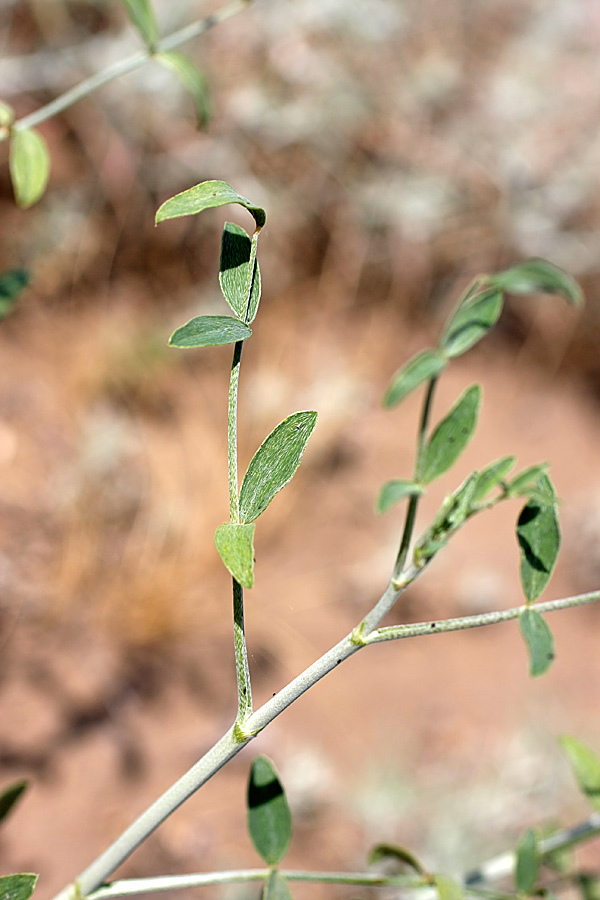 Image of familia Fabaceae specimen.