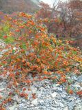 Solanum zelenetzkii