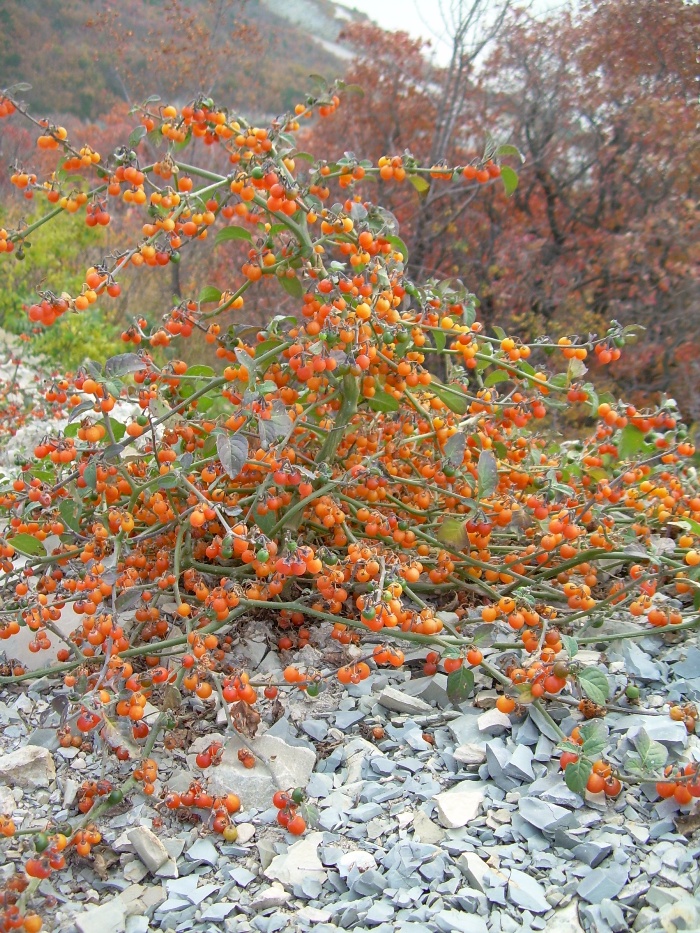 Image of Solanum zelenetzkii specimen.