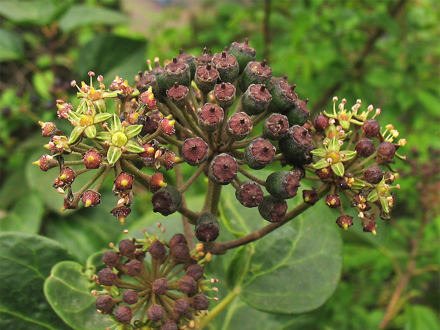 Image of Hedera canariensis specimen.