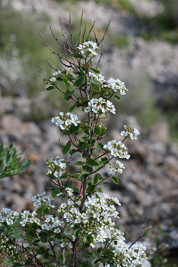 Image of Spiraea pilosa specimen.