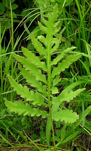 Image of Onoclea sensibilis specimen.