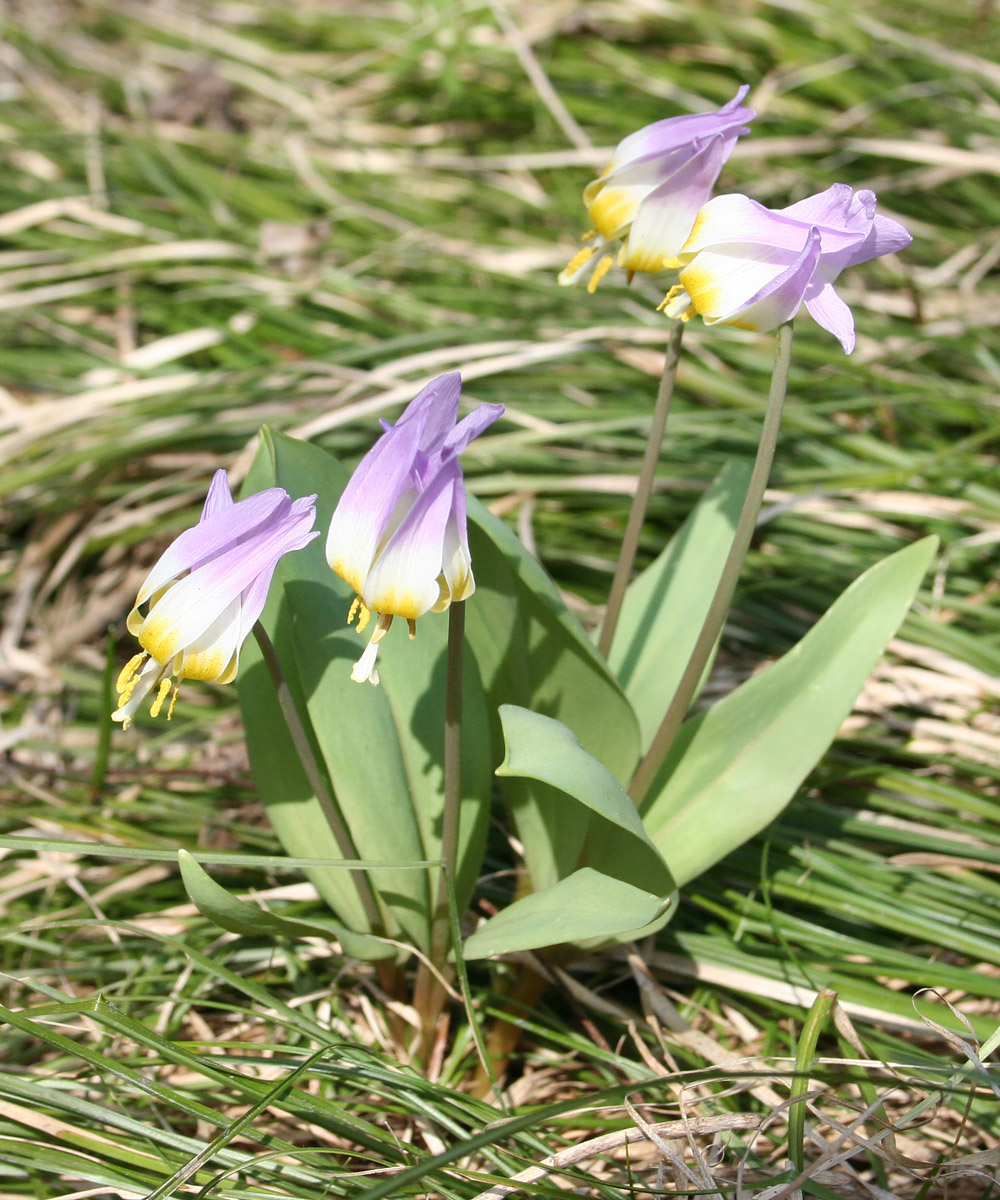 Изображение особи Erythronium sibiricum.