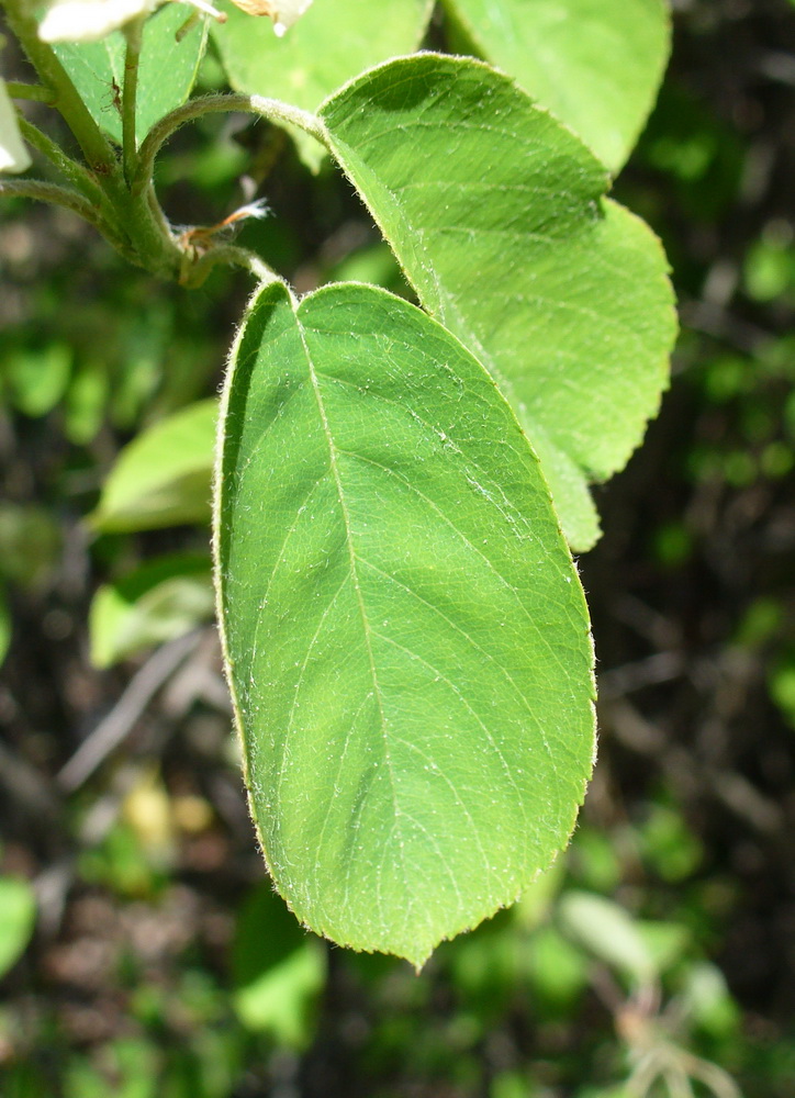 Image of Amelanchier spicata specimen.