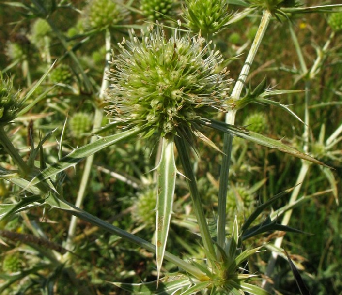 Изображение особи Eryngium campestre.