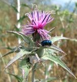 Carthamus glaucus