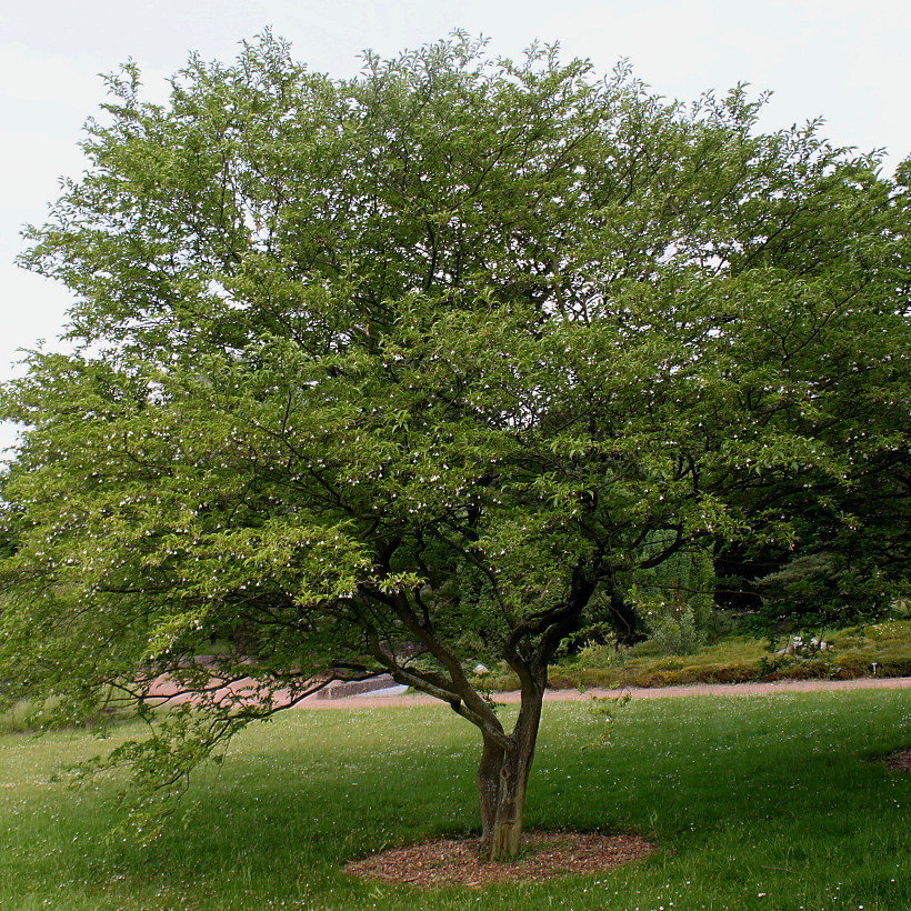 Image of Halesia carolina specimen.