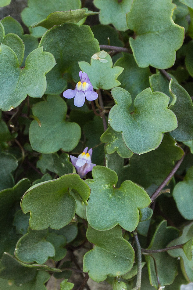 Image of Cymbalaria muralis specimen.