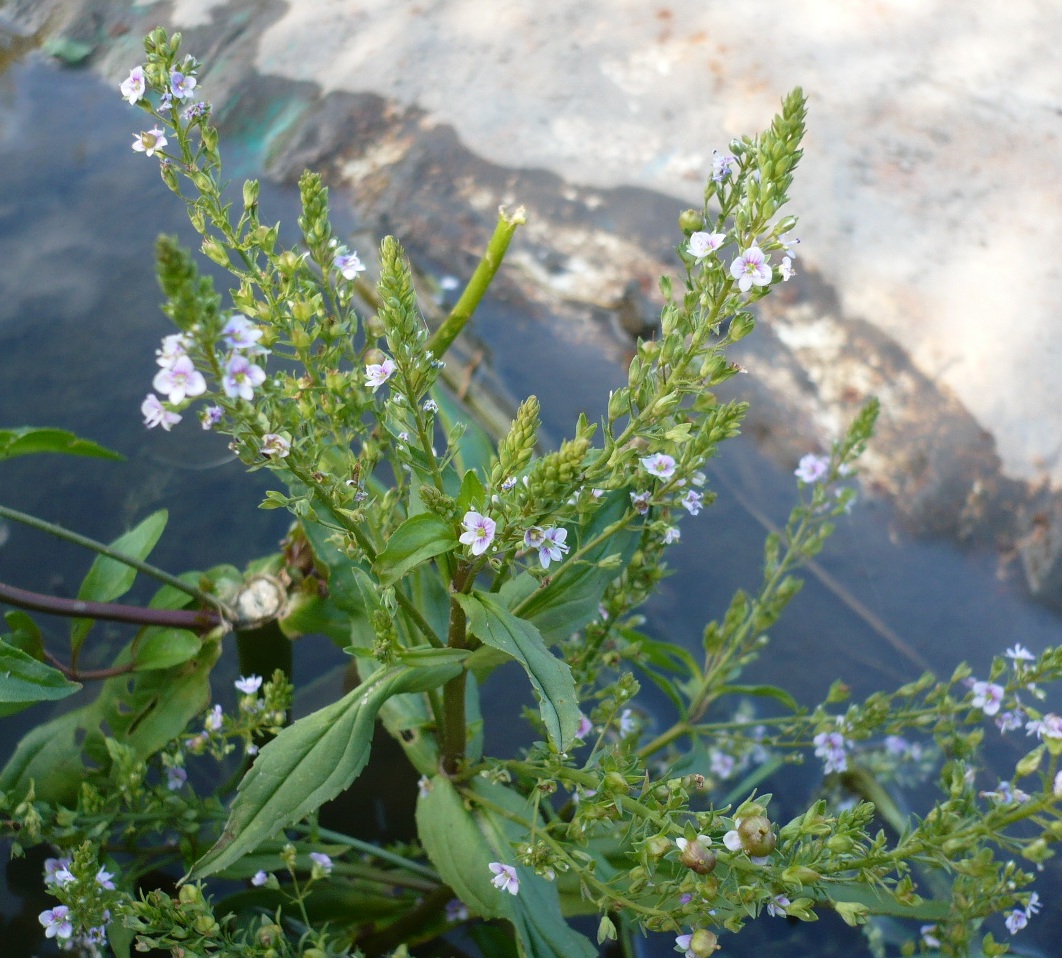 Image of Veronica anagallis-aquatica specimen.