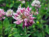 Trifolium hybridum. Соцветие. Иркутская область, окрестности г. Усть-Кут, под ЛЭП. 25.07.2009.