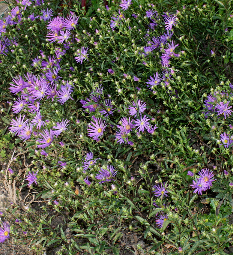 Image of Aster amellus specimen.