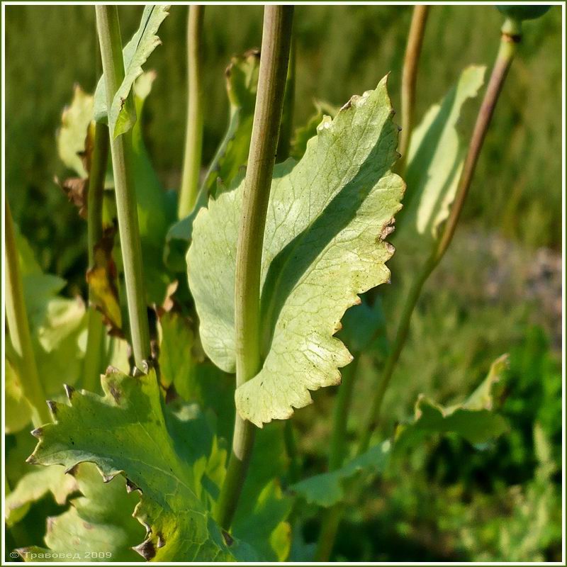 Изображение особи Papaver somniferum.