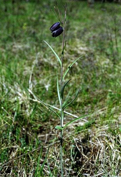 Изображение особи Fritillaria ruthenica.