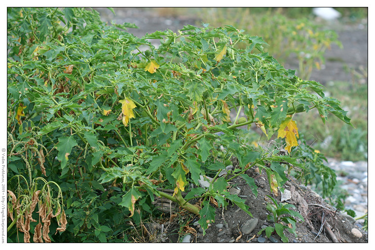 Изображение особи Datura stramonium.