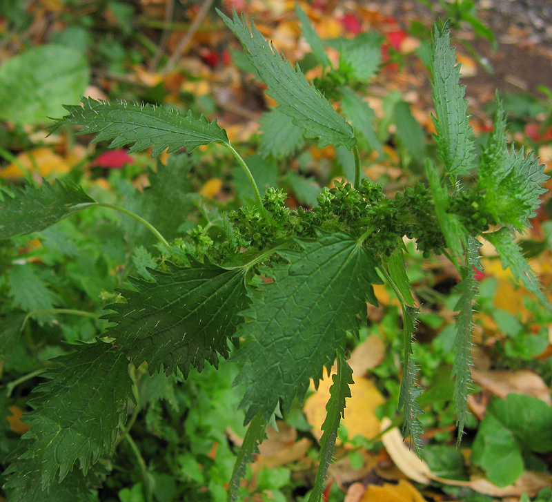 Image of Urtica urens specimen.