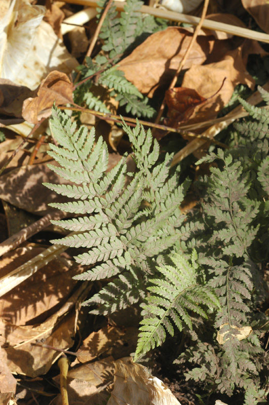 Image of Polystichum setiferum specimen.