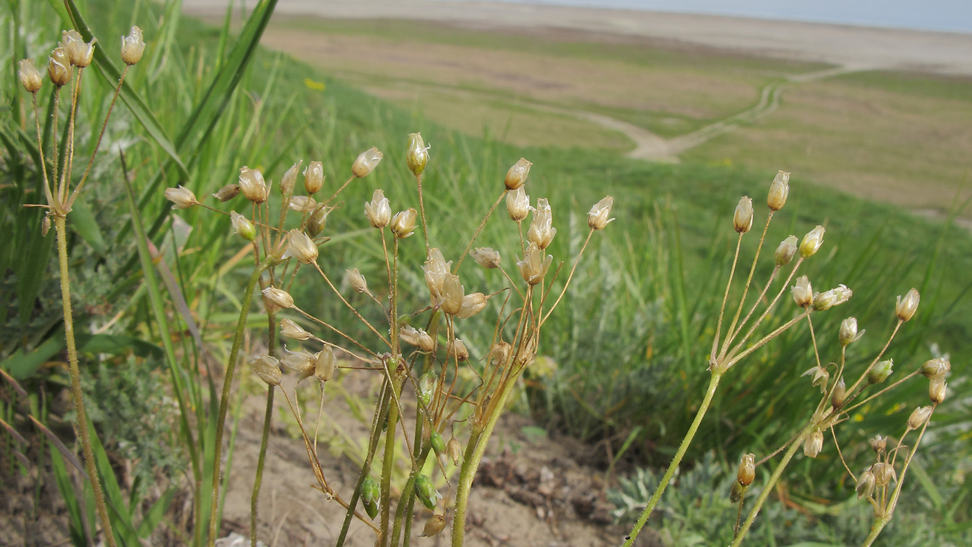 Image of Holosteum umbellatum specimen.