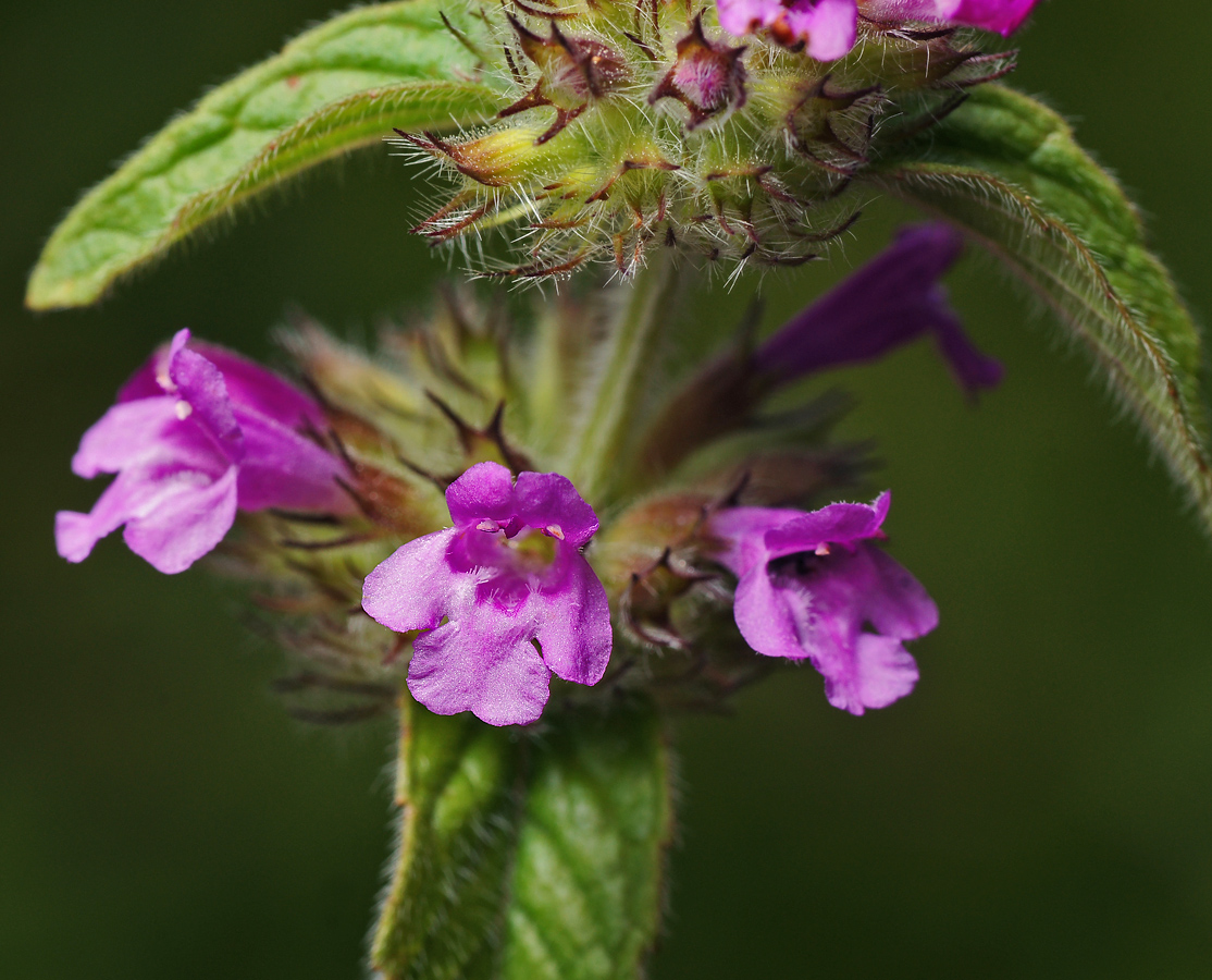 Image of Clinopodium vulgare specimen.