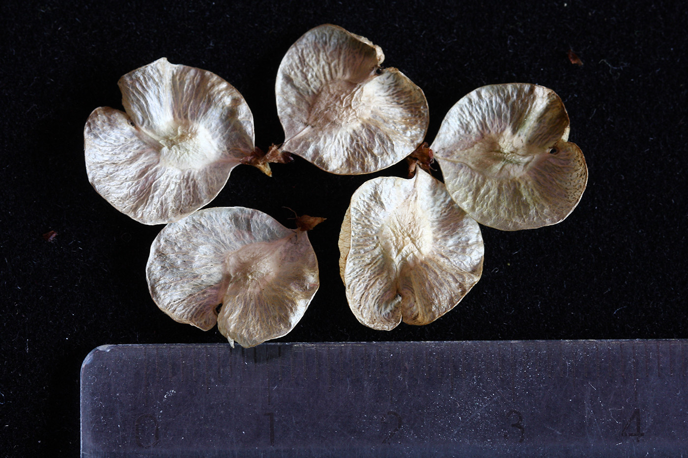 Image of Ulmus pumila specimen.