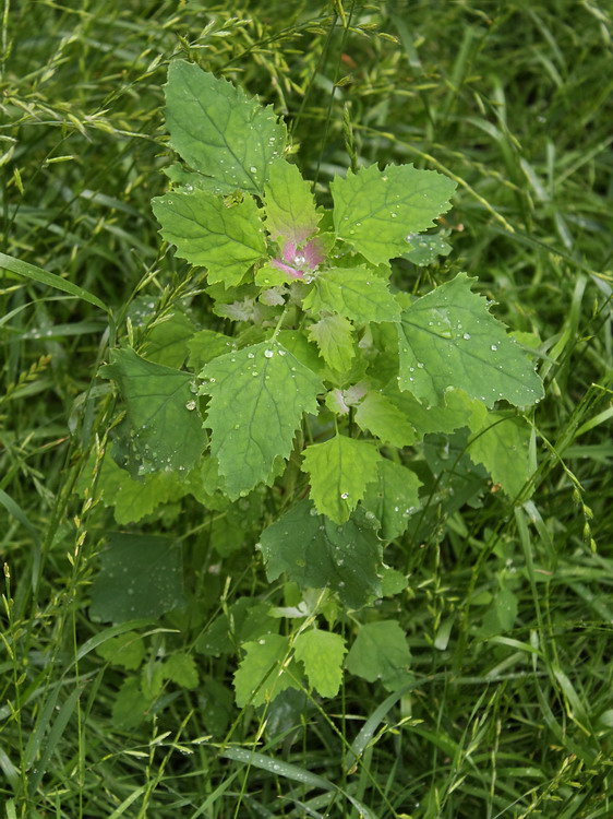 Image of Chenopodium album specimen.