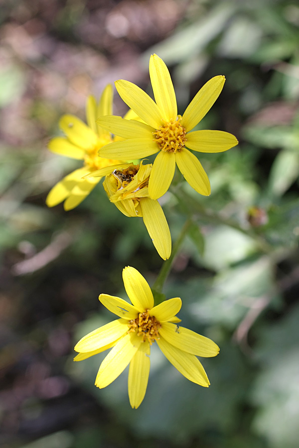 Изображение особи Ligularia karataviensis.