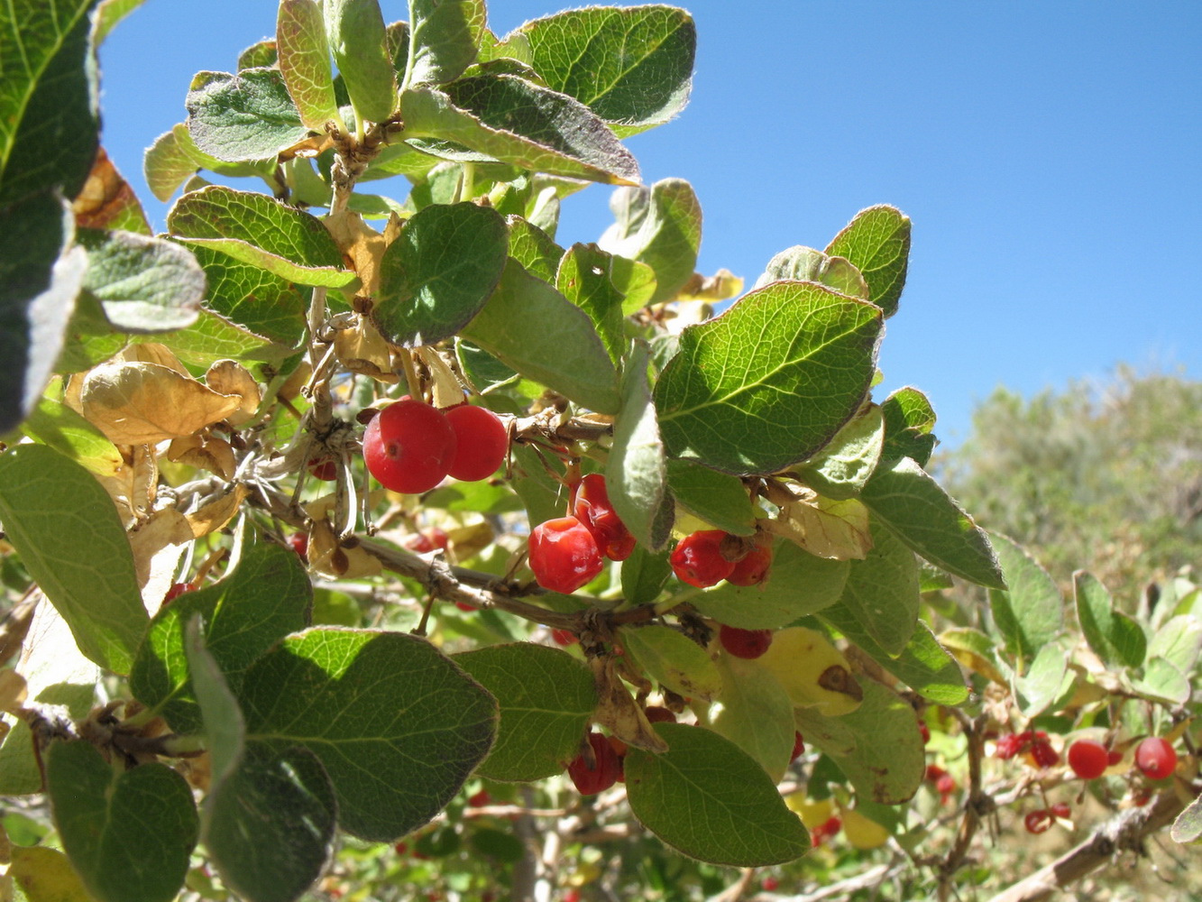 Image of Lonicera tianschanica specimen.