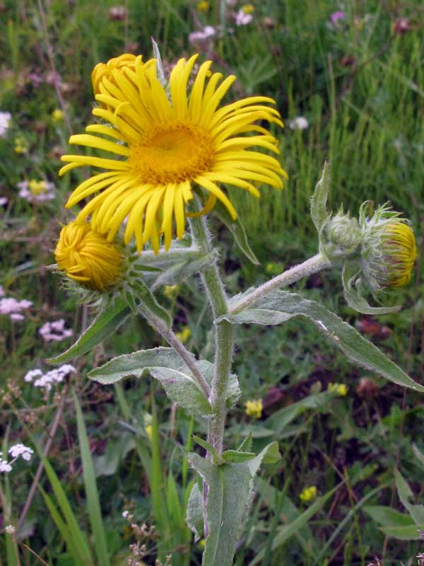 Image of Inula britannica specimen.