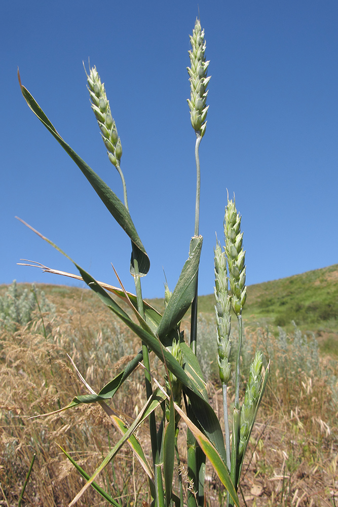 Image of Triticum aestivum specimen.