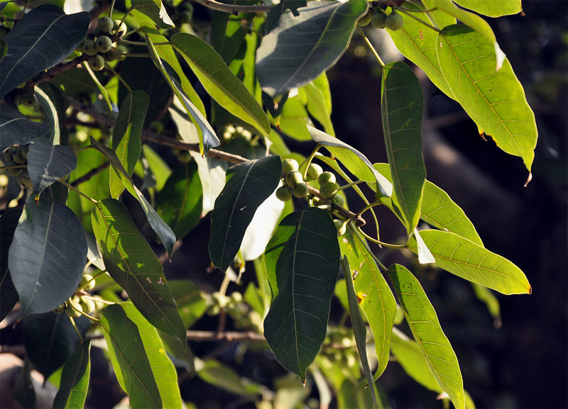 Image of Ficus virens specimen.