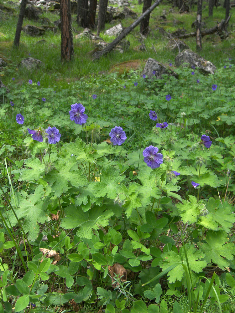 Изображение особи Geranium ibericum.