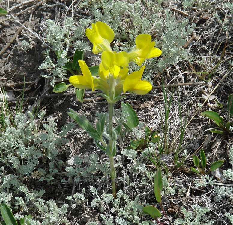 Image of Thermopsis lanceolata specimen.