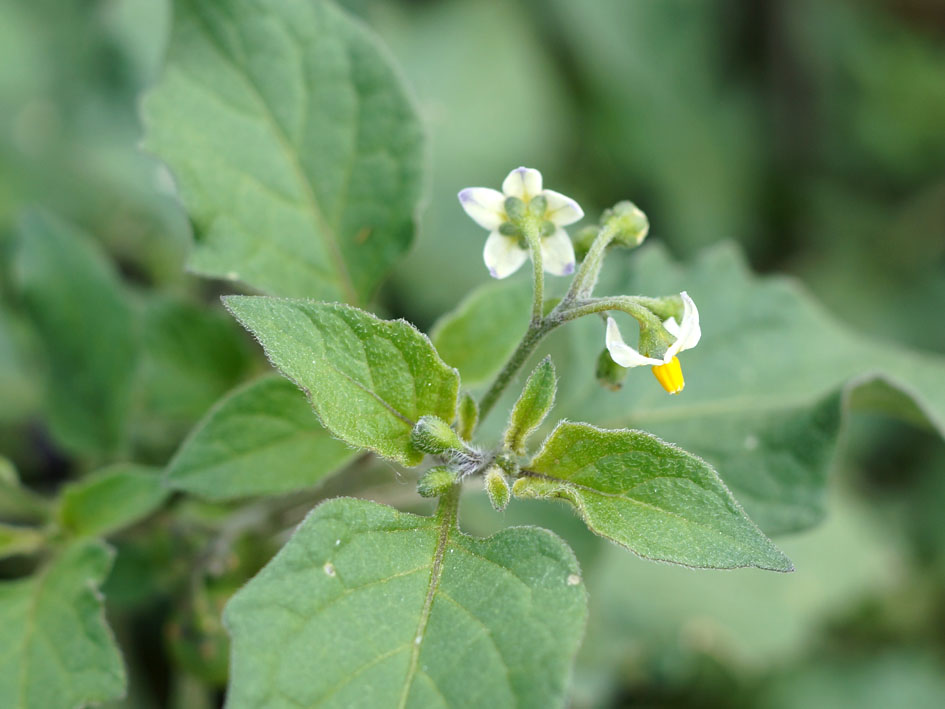 Image of Solanum nigrum specimen.