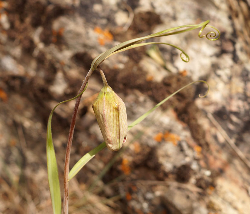 Image of Fritillaria walujewii specimen.