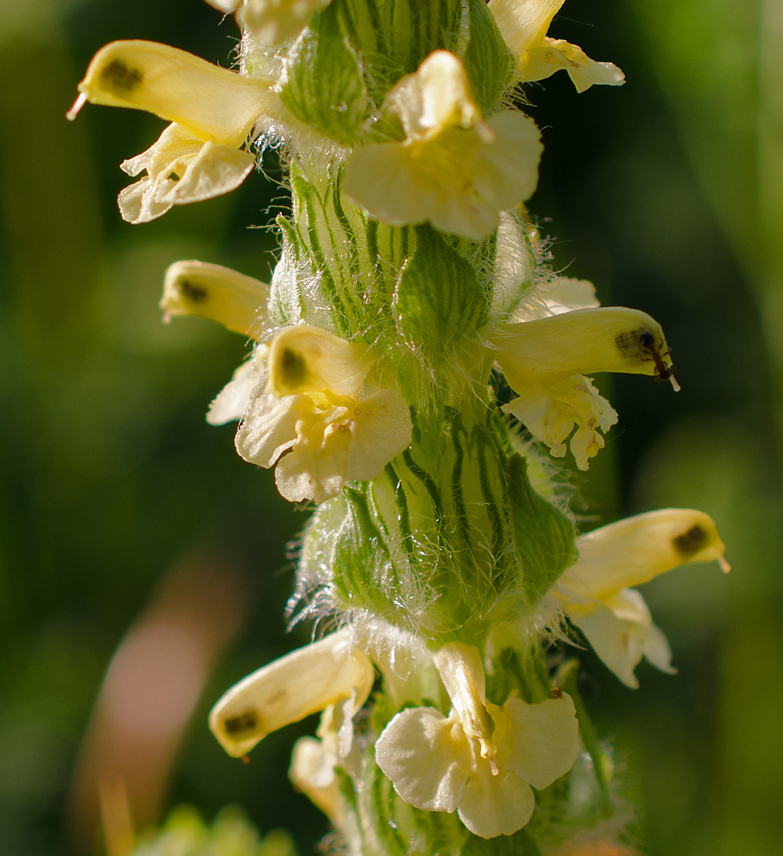 Image of Pedicularis abrotanifolia specimen.